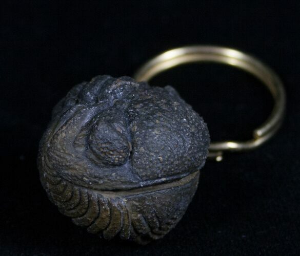 Real Phacops Trilobite Keychain #4728